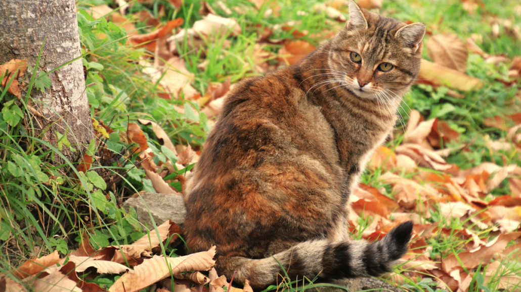 how-to-stop-cats-pooing-in-your-garden-cat-repellent-expert